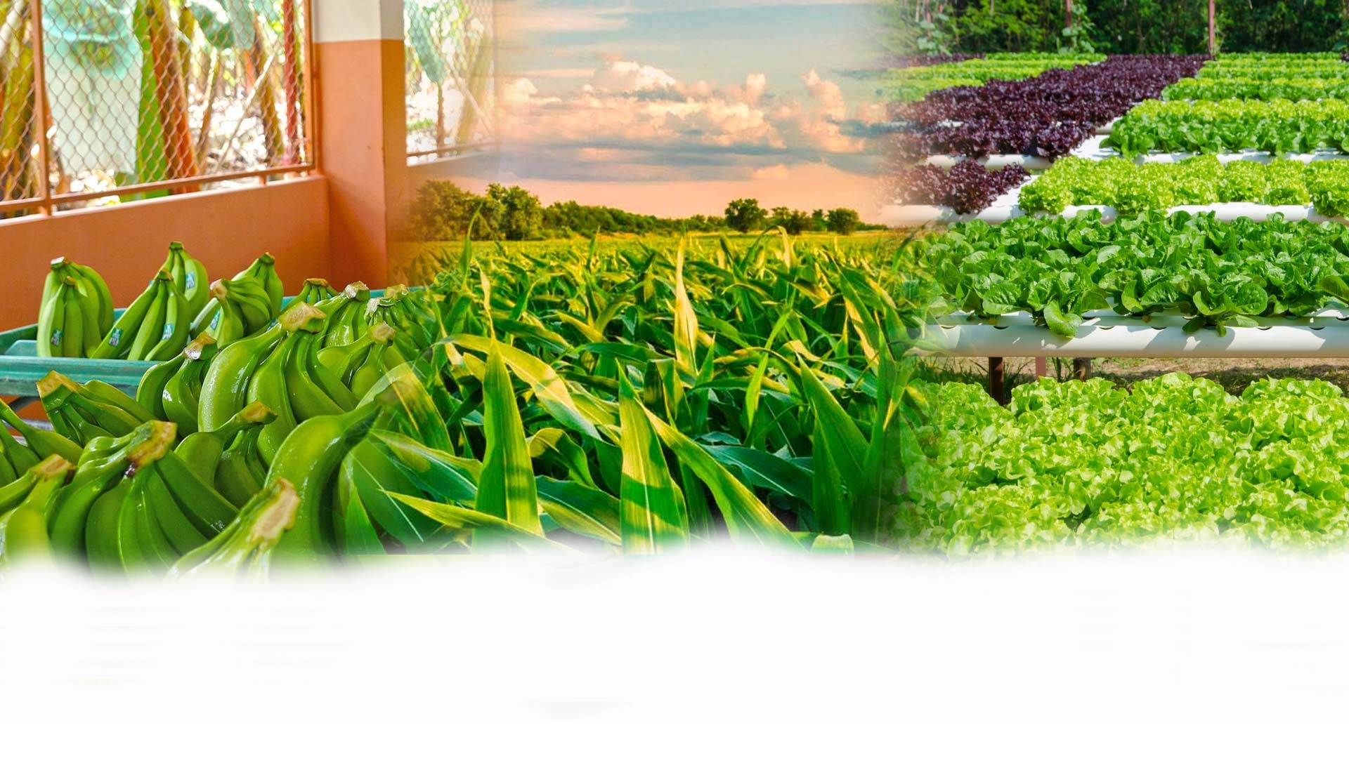 agro orgánicos ecuador insumos agrícolas