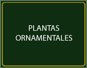 PLANTAS ORNAMENTALES